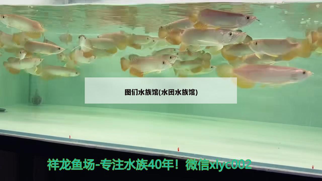 圖們水族館(水團(tuán)水族館) 定時(shí)器/自控系統(tǒng)