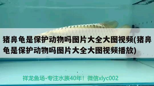 豬鼻龜是保護動物嗎圖片大全大圖視頻(豬鼻龜是保護動物嗎圖片大全大圖視頻播放) 豬鼻龜百科