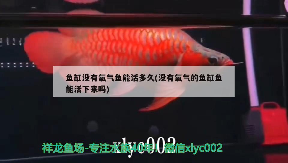 魚缸沒有氧氣魚能活多久(沒有氧氣的魚缸魚能活下來(lái)嗎) 魚缸風(fēng)水