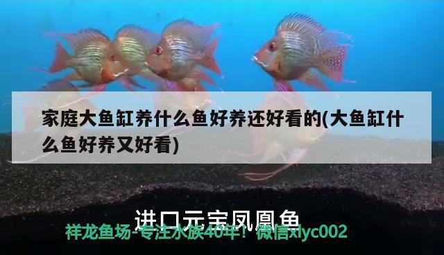 家庭大魚缸養(yǎng)什么魚好養(yǎng)還好看的(大魚缸什么魚好養(yǎng)又好看) 國(guó)產(chǎn)元寶鳳凰魚