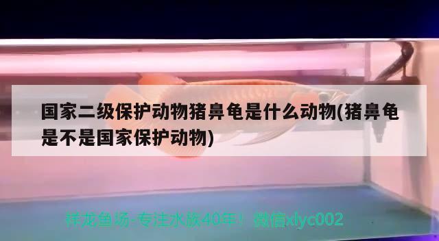 國家二級保護(hù)動物豬鼻龜是什么動物(豬鼻龜是不是國家保護(hù)動物) 豬鼻龜