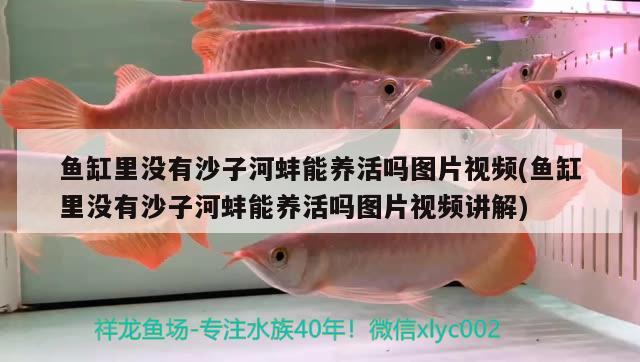 魚缸里沒有沙子河蚌能養(yǎng)活嗎圖片視頻(魚缸里沒有沙子河蚌能養(yǎng)活嗎圖片視頻講解) 黃鰭鯧魚