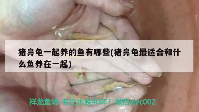 豬鼻龜一起養(yǎng)的魚有哪些(豬鼻龜最適合和什么魚養(yǎng)在一起) 豬鼻龜