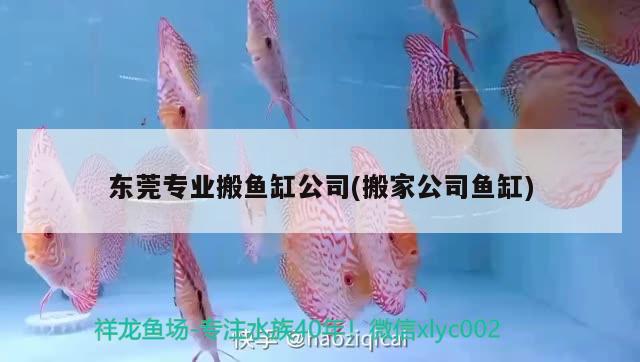 東莞專業(yè)搬魚缸公司(搬家公司魚缸) 養(yǎng)魚的好處