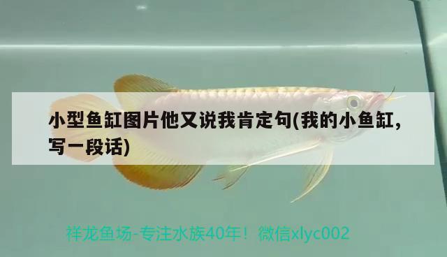 小型魚缸圖片他又說我肯定句(我的小魚缸,寫一段話) 魚缸風水