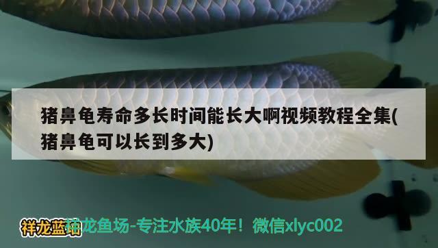 豬鼻龜壽命多長時間能長大啊視頻教程全集(豬鼻龜可以長到多大)