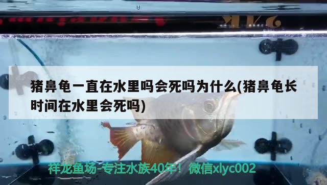 豬鼻龜一直在水里嗎會死嗎為什么(豬鼻龜長時間在水里會死嗎) 豬鼻龜百科