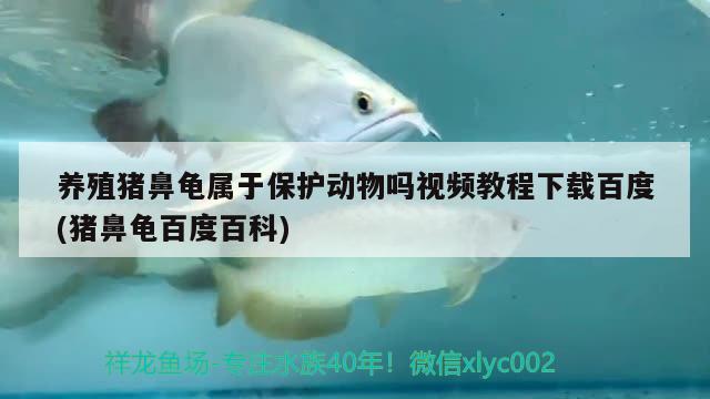 養(yǎng)殖豬鼻龜屬于保護動物嗎視頻教程下載百度(豬鼻龜百度百科) 豬鼻龜百科 第2張