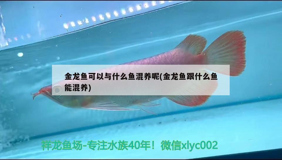 金龍魚可以與什么魚混養(yǎng)呢(金龍魚跟什么魚能混養(yǎng)) 申古銀版魚 第2張