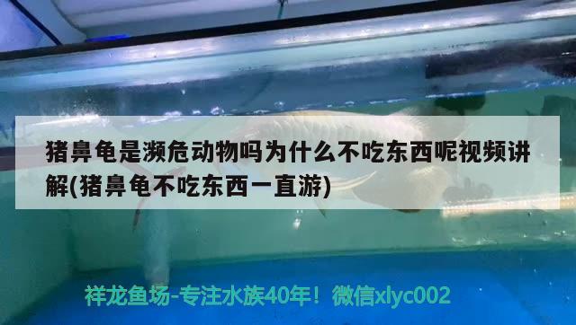 豬鼻龜是瀕危動物嗎為什么不吃東西呢視頻講解(豬鼻龜不吃東西一直游) 豬鼻龜