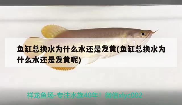 魚缸總換水為什么水還是發(fā)黃(魚缸總換水為什么水還是發(fā)黃呢) 魚缸風(fēng)水