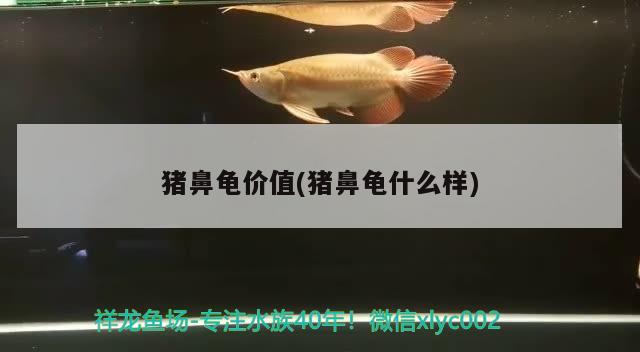 豬鼻龜價值(豬鼻龜什么樣) 豬鼻龜