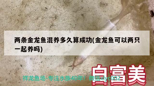 兩條金龍魚混養(yǎng)多久算成功(金龍魚可以兩只一起養(yǎng)嗎)