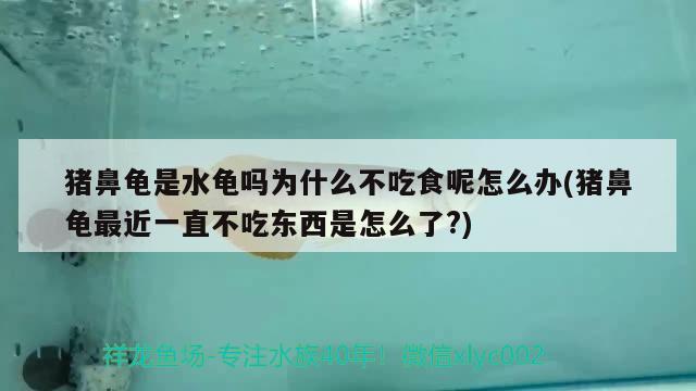 豬鼻龜是水龜嗎為什么不吃食呢怎么辦(豬鼻龜最近一直不吃東西是怎么了?) 豬鼻龜百科