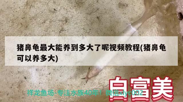 豬鼻龜最大能養(yǎng)到多大了呢視頻教程(豬鼻龜可以養(yǎng)多大)