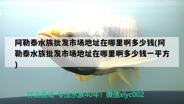 阿勒泰水族批發(fā)市場地址在哪里啊多少錢(阿勒泰水族批發(fā)市場地址在哪里啊多少錢一平方)