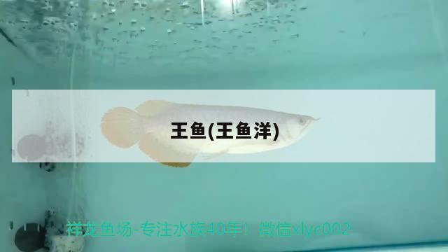 王魚(王魚洋) 大嘴鯨魚