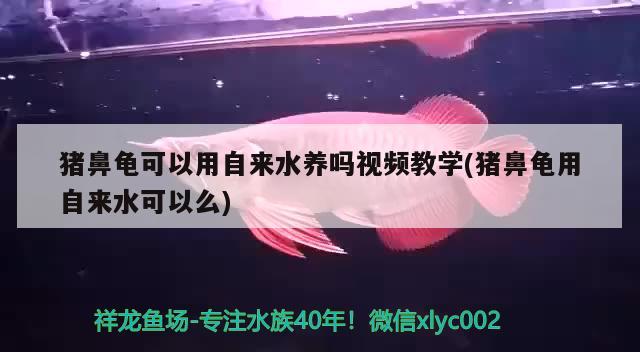 豬鼻龜可以用自來水養(yǎng)嗎視頻教學(xué)(豬鼻龜用自來水可以么)