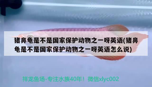 豬鼻龜是不是國家保護動物之一呀英語(豬鼻龜是不是國家保護動物之一呀英語怎么說) 豬鼻龜