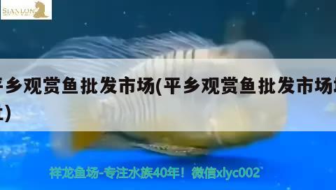 平鄉(xiāng)觀賞魚批發(fā)市場(chǎng)(平鄉(xiāng)觀賞魚批發(fā)市場(chǎng)地址) 觀賞魚批發(fā)