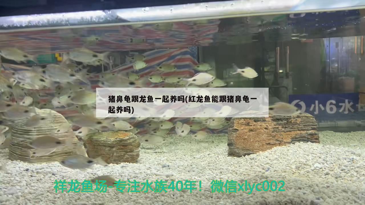 豬鼻龜跟龍魚(yú)一起養(yǎng)嗎(紅龍魚(yú)能跟豬鼻龜一起養(yǎng)嗎)