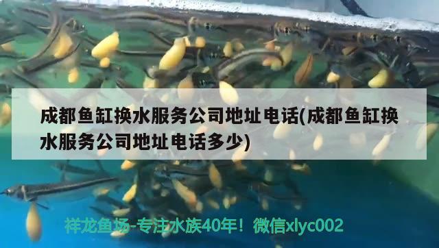 成都魚缸換水服務(wù)公司地址電話(成都魚缸換水服務(wù)公司地址電話多少)