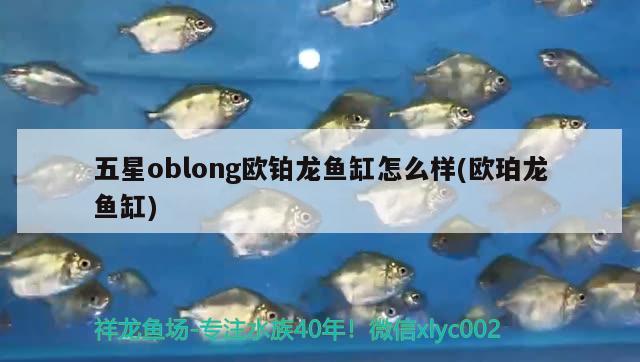 五星oblong歐鉑龍魚(yú)缸怎么樣(歐珀龍魚(yú)缸) 沖氧泵