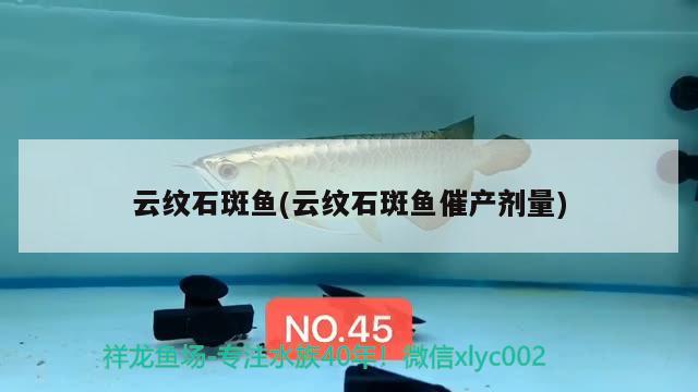 云紋石斑魚(云紋石斑魚催產(chǎn)劑量) 水族雜談