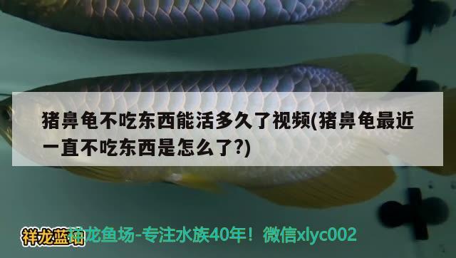 豬鼻龜不吃東西能活多久了視頻(豬鼻龜最近一直不吃東西是怎么了?)