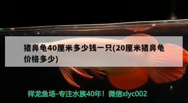 豬鼻龜40厘米多少錢一只(20厘米豬鼻龜價格多少)