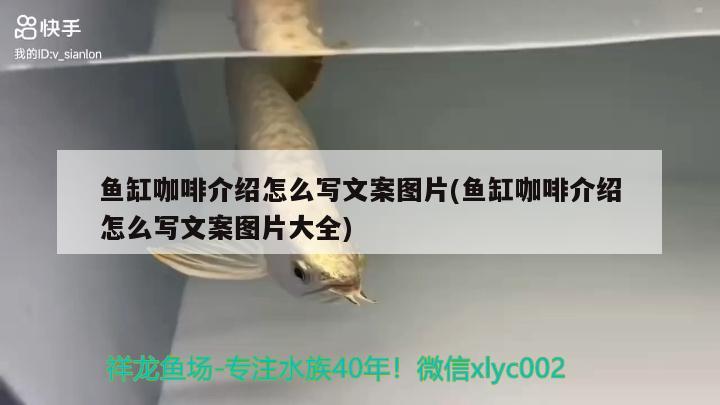 魚缸咖啡介紹怎么寫文案圖片(魚缸咖啡介紹怎么寫文案圖片大全) 馬來西亞咖啡 第2張