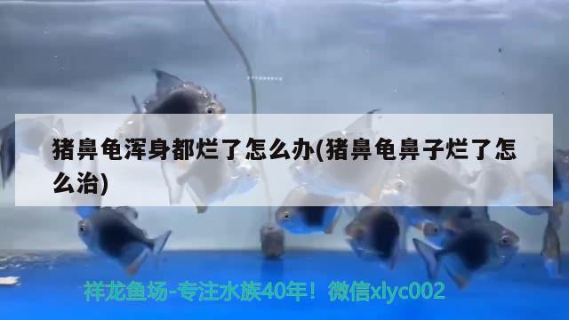 豬鼻龜渾身都爛了怎么辦(豬鼻龜鼻子爛了怎么治) 豬鼻龜