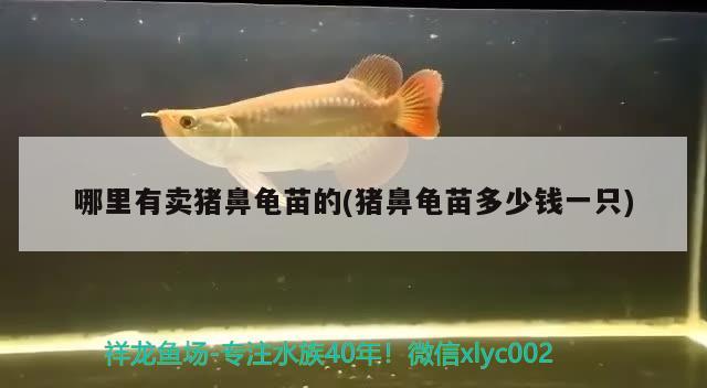 哪里有賣豬鼻龜苗的(豬鼻龜苗多少錢一只) 豬鼻龜百科