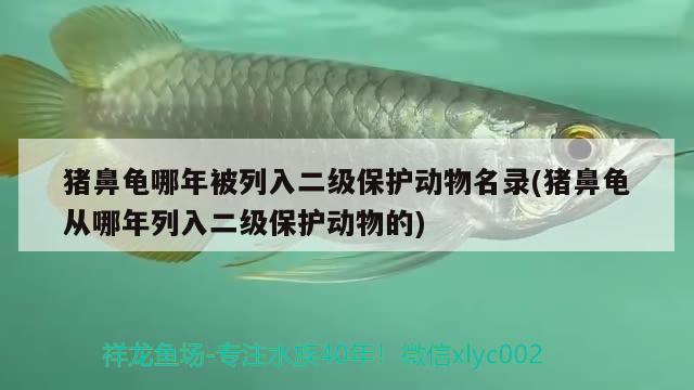 豬鼻龜哪年被列入二級保護動物名錄(豬鼻龜從哪年列入二級保護動物的) 豬鼻龜百科