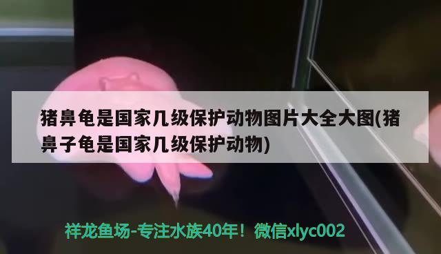 豬鼻龜是國(guó)家?guī)准?jí)保護(hù)動(dòng)物圖片大全大圖(豬鼻子龜是國(guó)家?guī)准?jí)保護(hù)動(dòng)物) 豬鼻龜