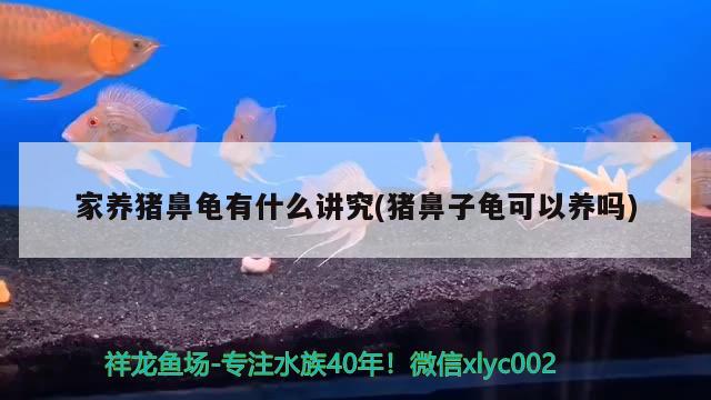 家養(yǎng)豬鼻龜有什么講究(豬鼻子龜可以養(yǎng)嗎) 豬鼻龜