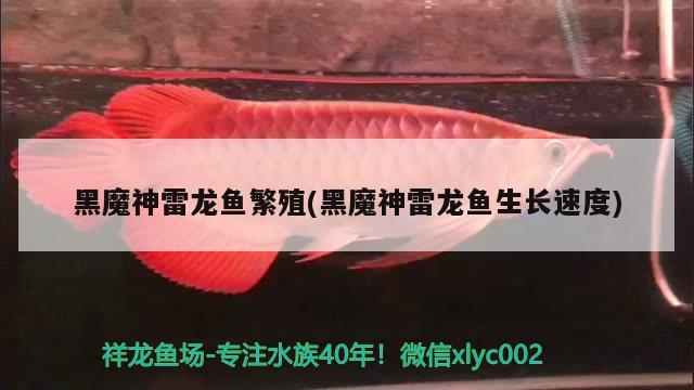 黑魔神雷龍魚繁殖(黑魔神雷龍魚生長速度) 彩鰈魚缸（彩蝶魚缸）