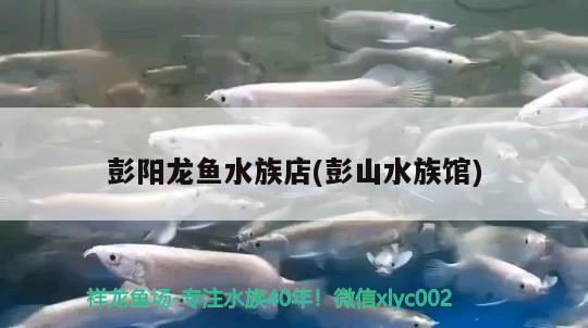 彭陽龍魚水族店(彭山水族館) 短身紅龍魚 第1張