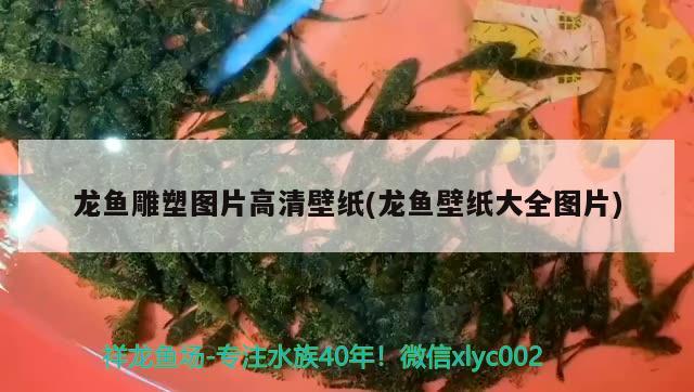 龍魚雕塑圖片高清壁紙(龍魚壁紙大全圖片) 粗線銀版魚苗