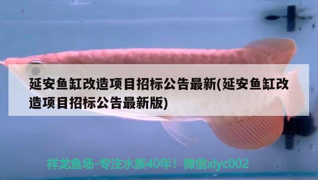 延安魚缸改造項(xiàng)目招標(biāo)公告最新(延安魚缸改造項(xiàng)目招標(biāo)公告最新版) 國(guó)產(chǎn)元寶鳳凰魚