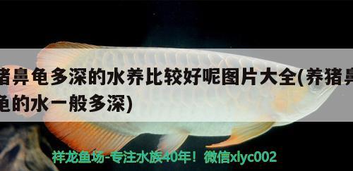 豬鼻龜多深的水養(yǎng)比較好呢圖片大全(養(yǎng)豬鼻龜?shù)乃话愣嗌? 豬鼻龜百科