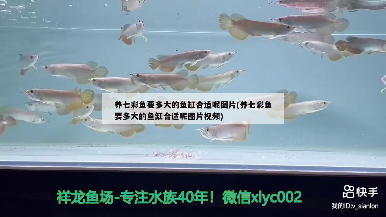 養(yǎng)七彩魚要多大的魚缸合適呢圖片(養(yǎng)七彩魚要多大的魚缸合適呢圖片視頻) 魚缸風(fēng)水