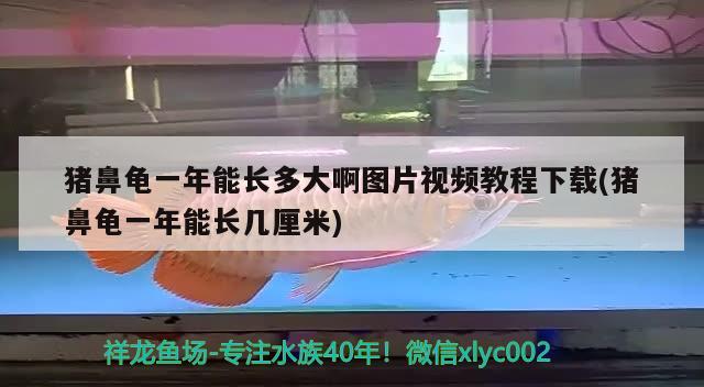 豬鼻龜一年能長(zhǎng)多大啊圖片視頻教程下載(豬鼻龜一年能長(zhǎng)幾厘米) 豬鼻龜百科