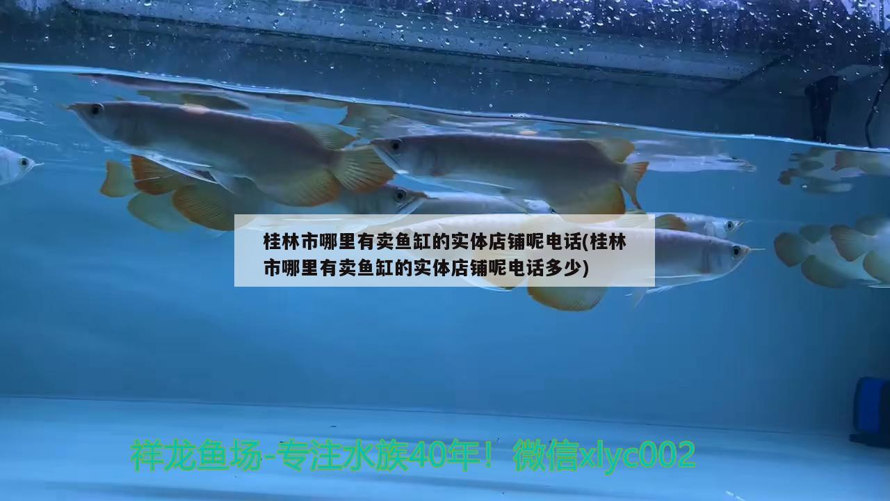 桂林市哪里有賣魚缸的實(shí)體店鋪呢電話(桂林市哪里有賣魚缸的實(shí)體店鋪呢電話多少)