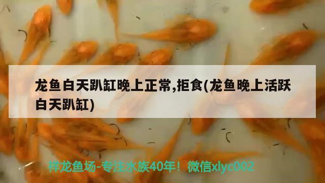 龍魚(yú)白天趴缸晚上正常,拒食(龍魚(yú)晚上活躍白天趴缸)