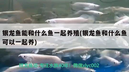 銀龍魚能和什么魚一起養(yǎng)殖(銀龍魚和什么魚可以一起養(yǎng)) 銀龍魚百科