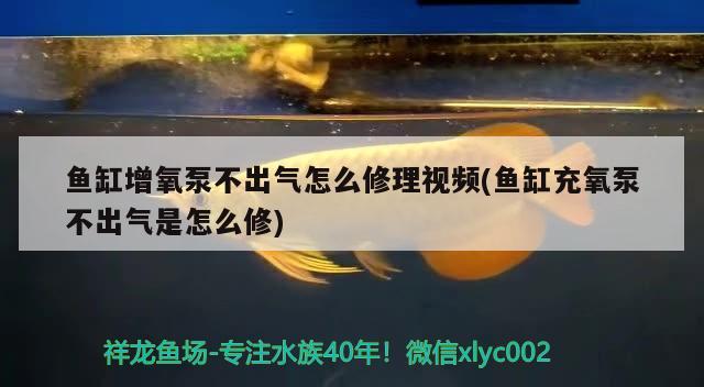 魚缸增氧泵不出氣怎么修理視頻(魚缸充氧泵不出氣是怎么修) 魚缸風(fēng)水