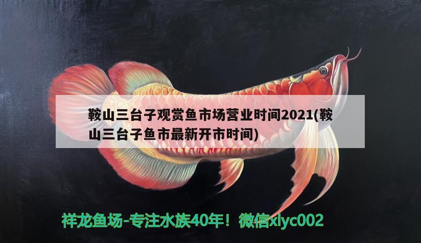 鞍山三臺子觀賞魚市場營業(yè)時間2021(鞍山三臺子魚市最新開市時間) 觀賞魚市場（混養(yǎng)魚）