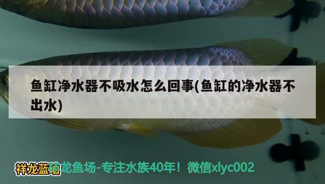 魚缸凈水器不吸水怎么回事(魚缸的凈水器不出水) 水族品牌