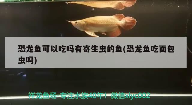 恐龍魚(yú)可以吃嗎有寄生蟲(chóng)的魚(yú)(恐龍魚(yú)吃面包蟲(chóng)嗎) 黑白雙星魚(yú)